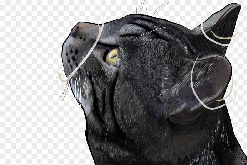 HD Black Cat Icon PNG