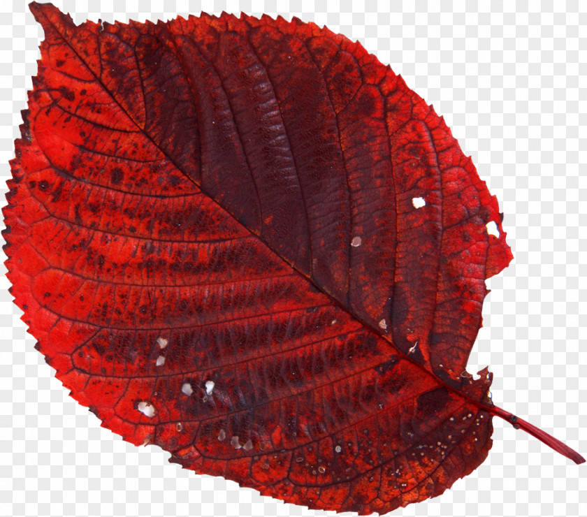 Leaf Photography Autumn PNG