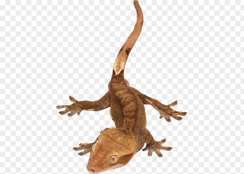 Lizard Agamas Snake Reptile Gecko PNG