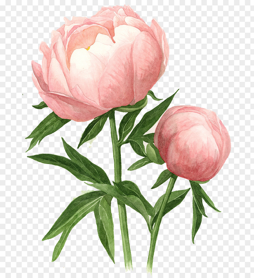 Peonys Poster Moutan Peony Botanical Illustration Chinese Watercolor Painting PNG