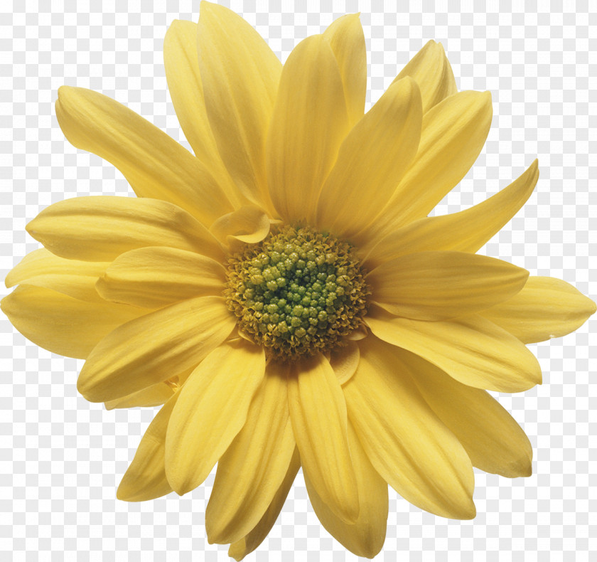 Chrysanthemum Flower Yellow Stigma Wedding PNG