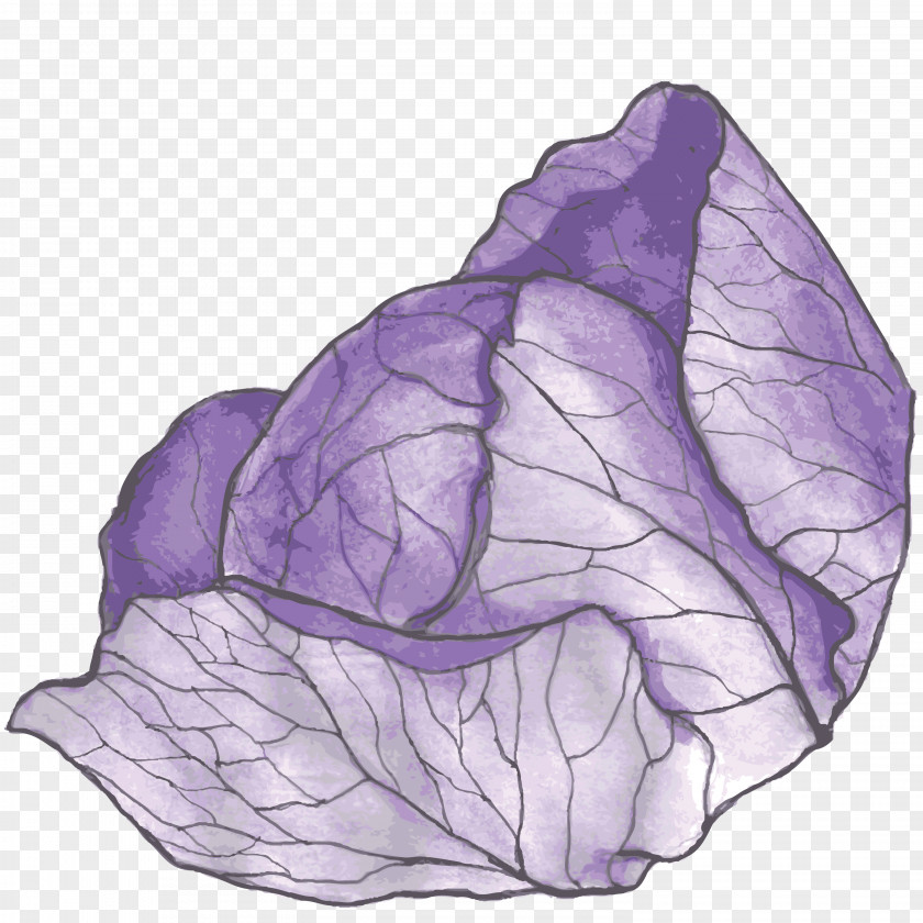Purple Red Cabbage Vegetable Broccoli PNG
