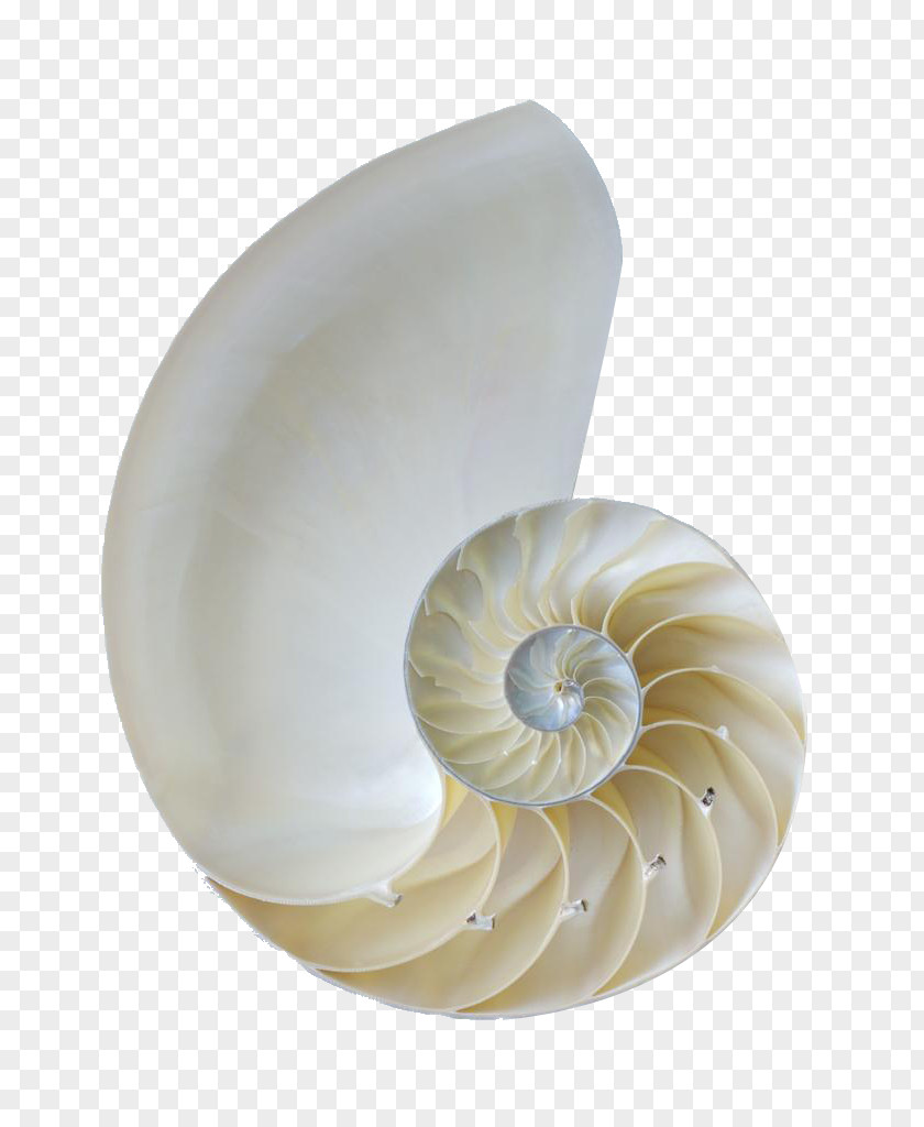 White Conch Shell Nautilidae Orthogastropoda Seashell Sea Snail PNG