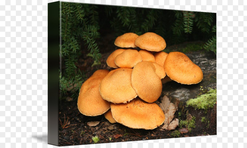 Mushroom Oyster Pleurotus Eryngii Shiitake Medicinal Fungi PNG