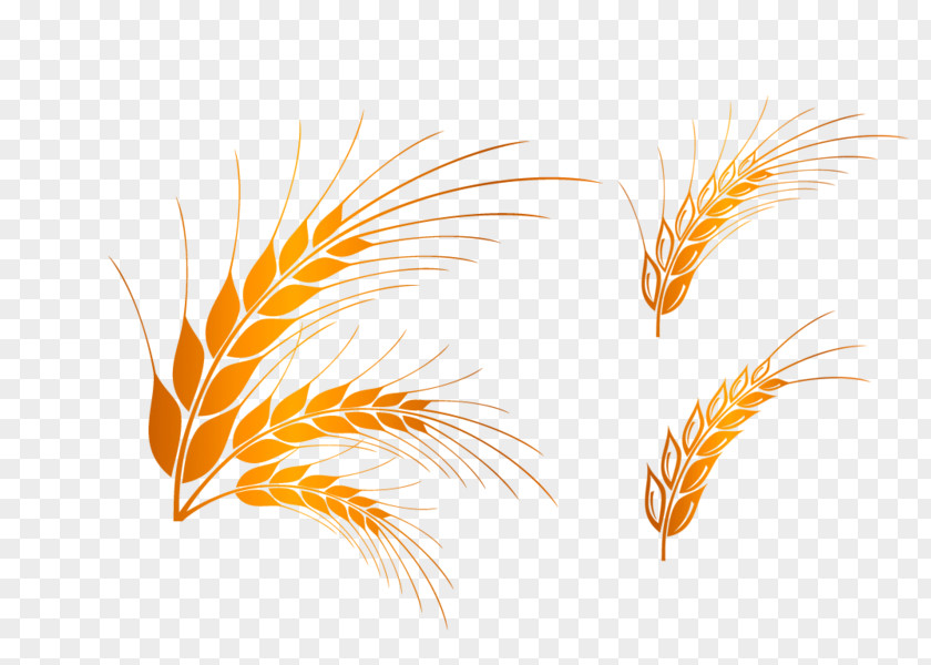 Rice Vector Graphics Image Design Cartoon PNG
