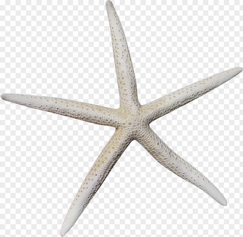 Starfish Pattern Material Icon PNG