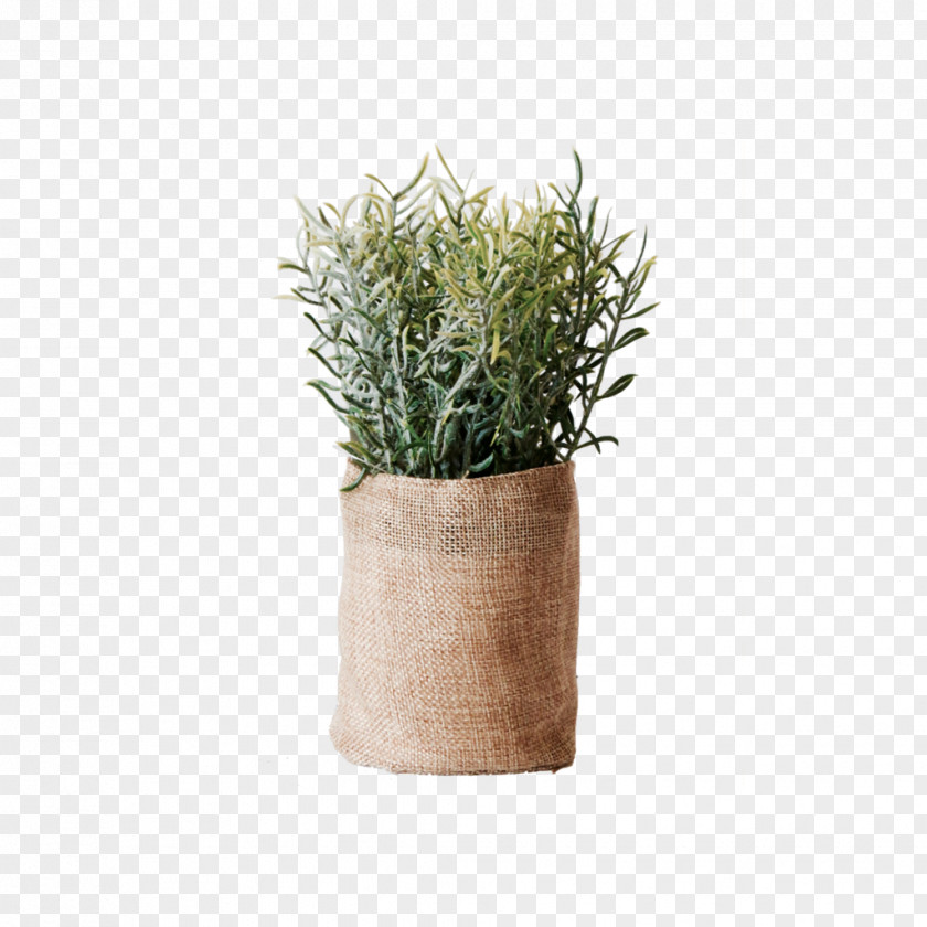 Vase Flowerpot Herb Ceramic Plant PNG