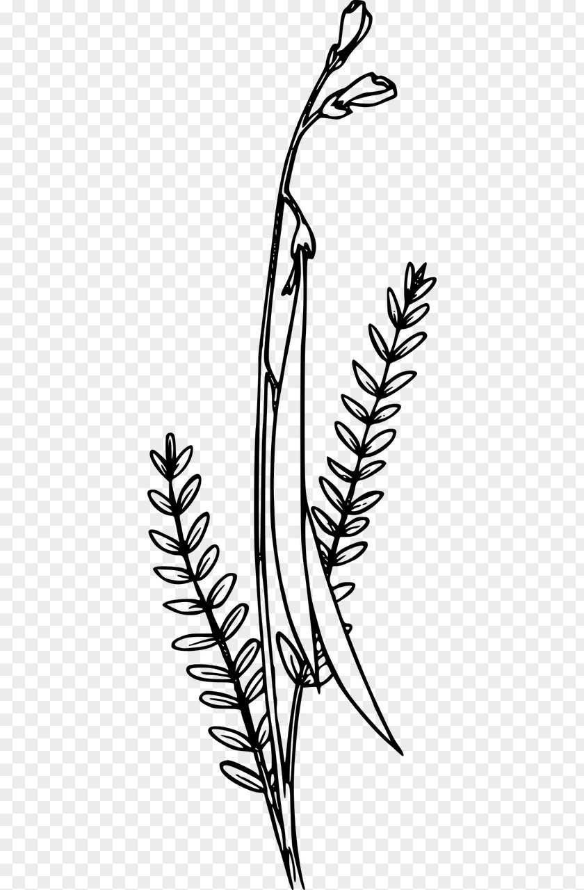 Wildflower Clip Art PNG