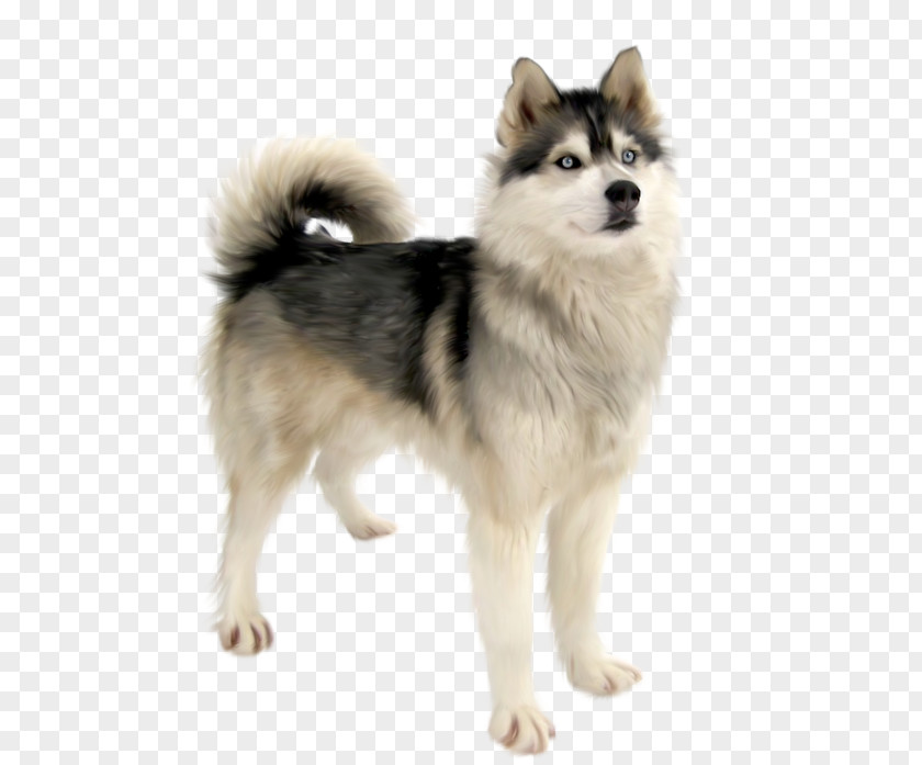 Chien Miniature Siberian Husky Canadian Eskimo Dog Sakhalin Alaskan Malamute West Laika PNG