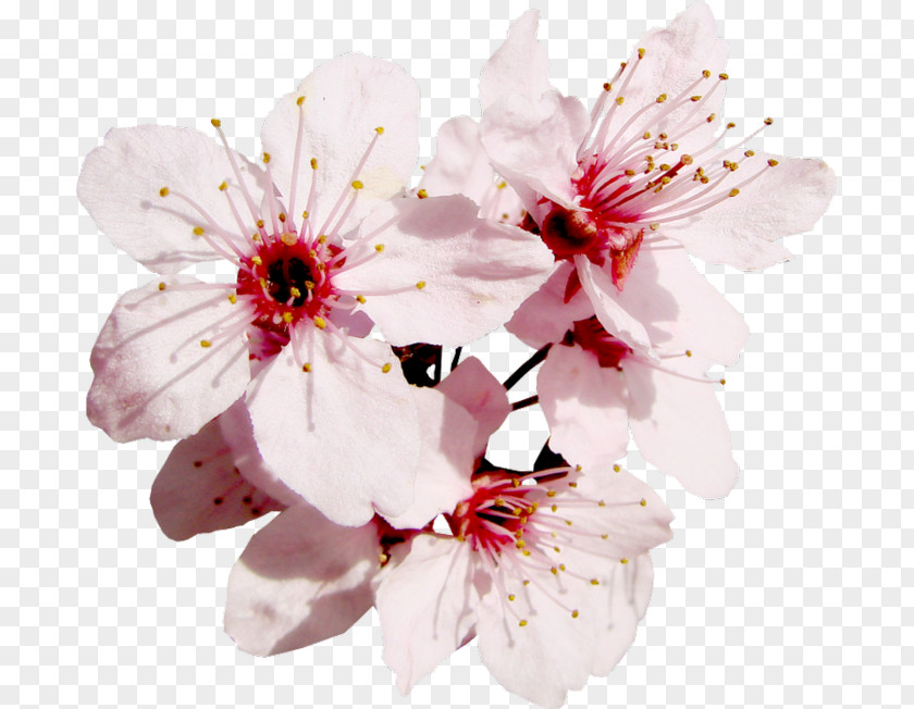 Flower Blossom Fruit Tree Floral Design PNG