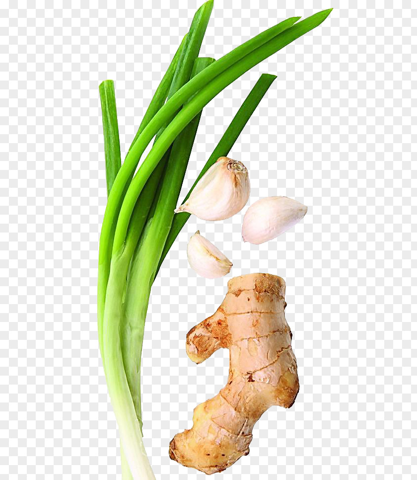 Garlic Allium Fistulosum Cong You Bing Ginger Vegetable PNG