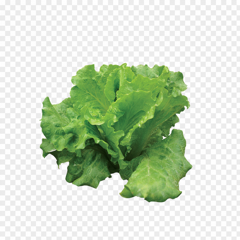Leaf Vegetable Lettuce Plant PNG