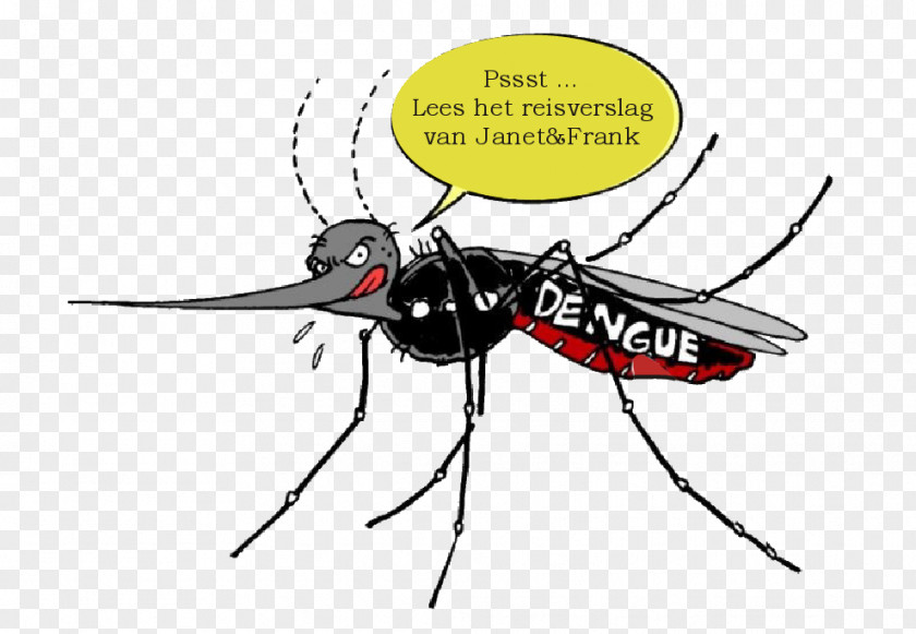 Mosquito Yellow Fever Dengue Brazil Insect PNG