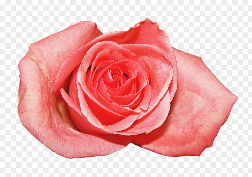 Rosa Flower Pink Garden Roses Beach Rose Rosaceae PNG