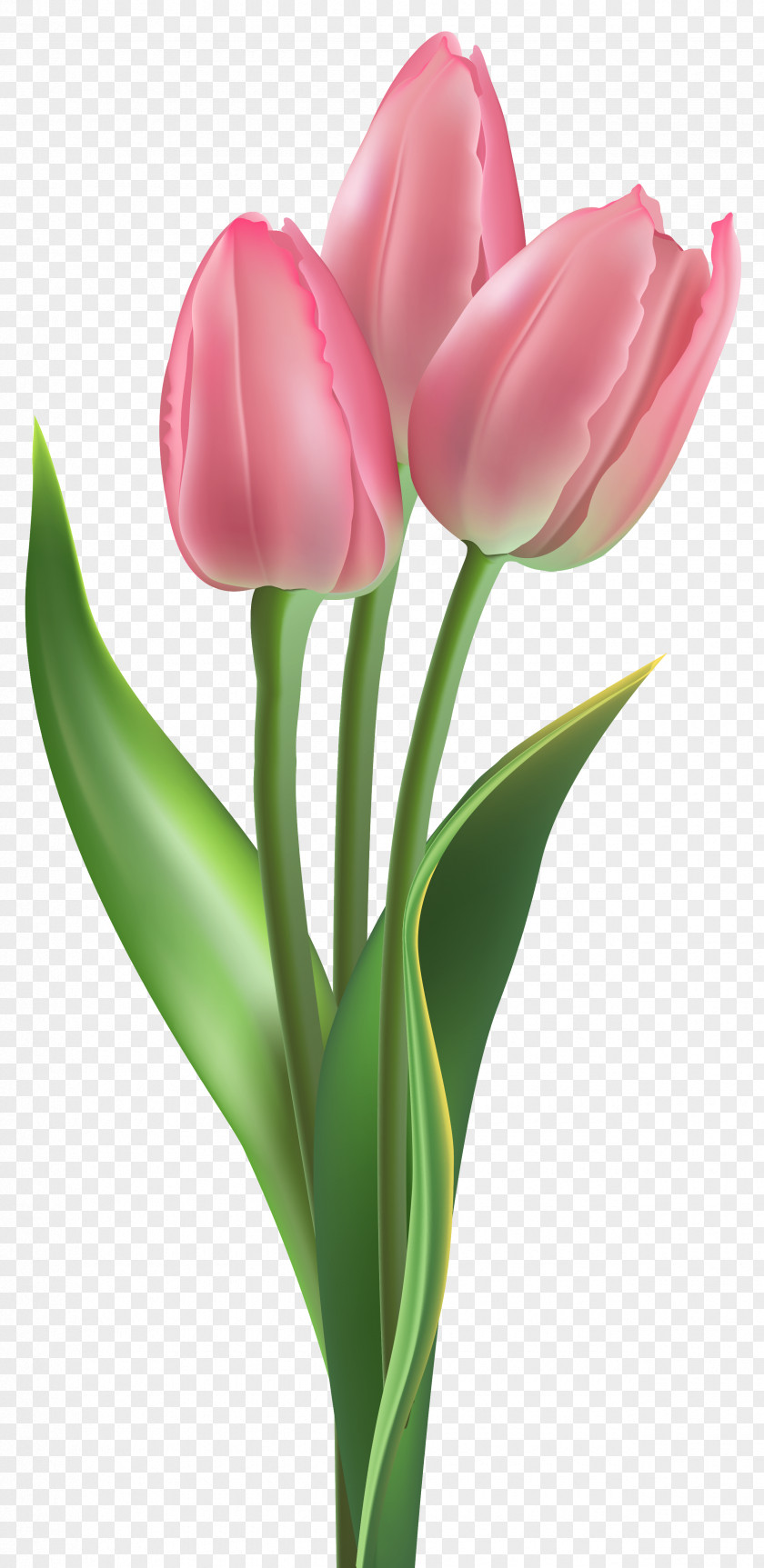 Soft Pink Tulips Clipart Image Tulip Flower Clip Art PNG