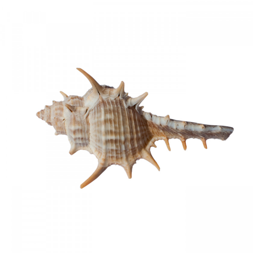 Conch Invertebrate Seashell Fauna Organism PNG