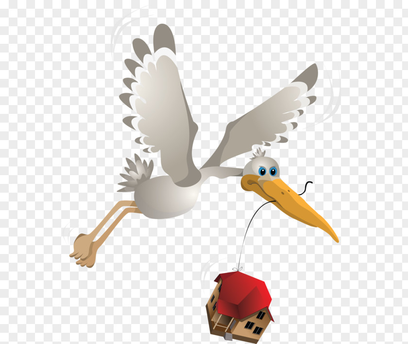 Duck Mute Swan Bird Beak Goose PNG