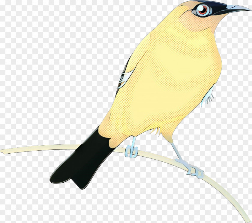 Eurasian Golden Oriole Old World Background PNG