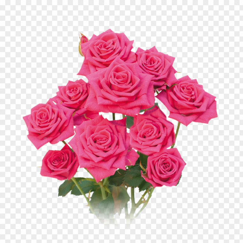 Flower Garden Roses Cabbage Rose Floribunda Floral Design Cut Flowers PNG