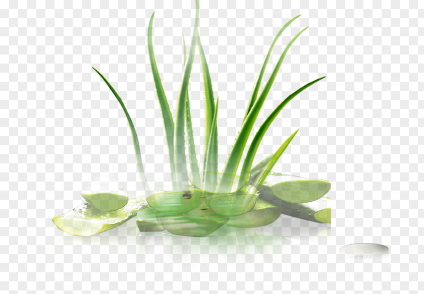 Green Aloe Leaf Herbalism Grasses Alternative Health Services PNG