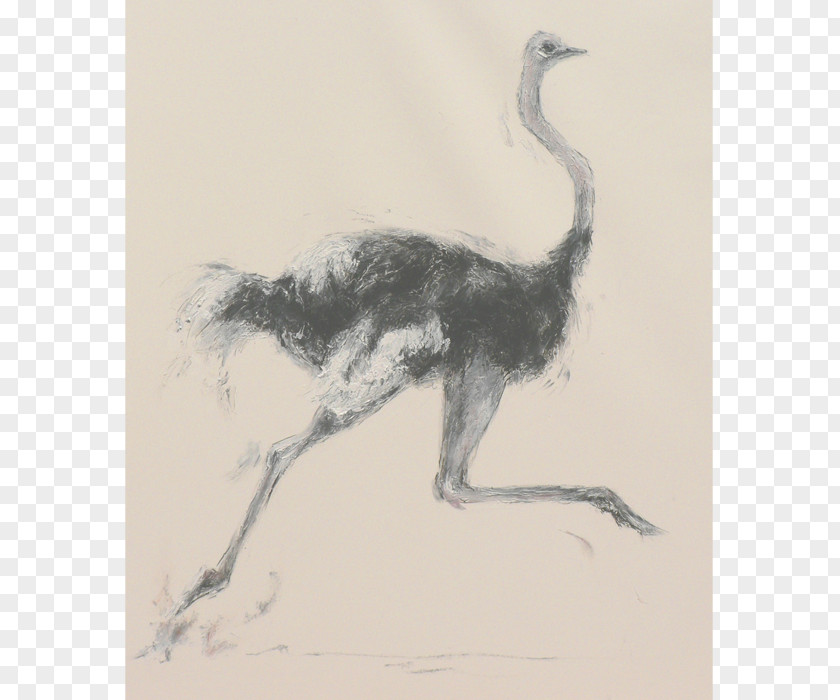 Ostrich Common Flightless Bird Ratite Running PNG