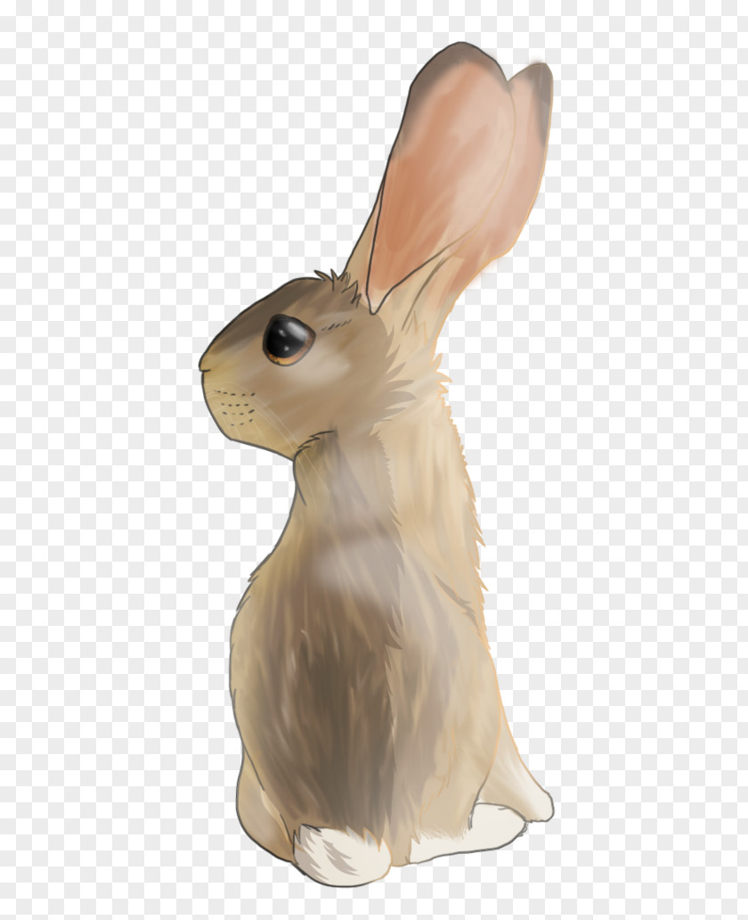 Rabbit Domestic Hare PNG