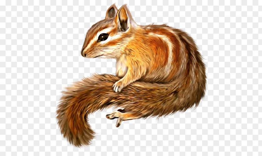 Squirrel Chipmunk Clip Art Image PNG