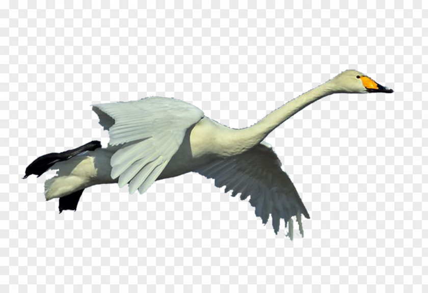 Whooper Swan Flying Duck Goose Bird Pelican PNG