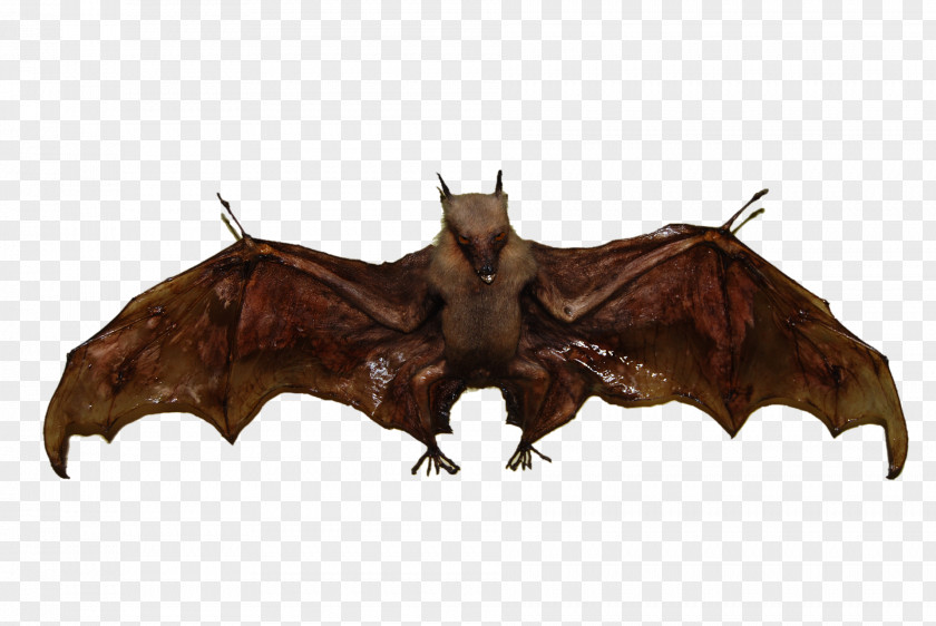 Bat Wings Mexican Free-tailed Flight Clip Art PNG