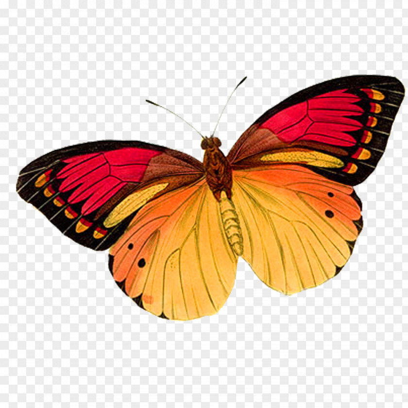 Butterfly Monarch Pink Clip Art PNG