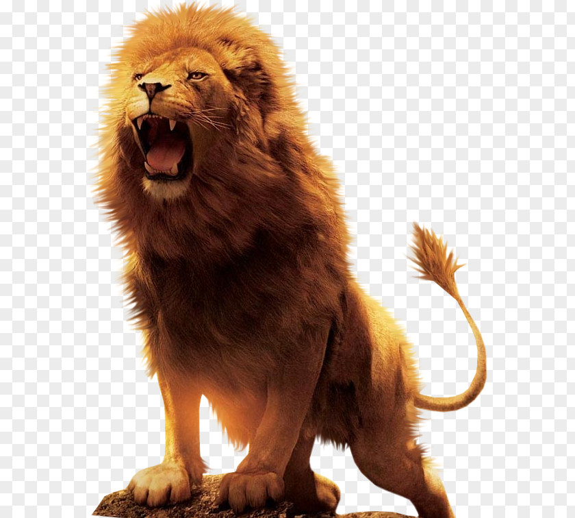 Lion Aslan Desktop Wallpaper Download PNG