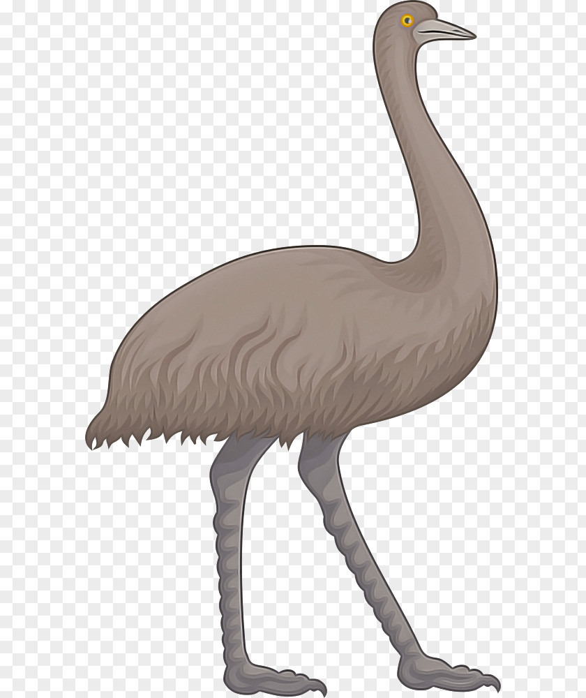 Bird Greater Flamingo Ratite Crane-like Beak PNG