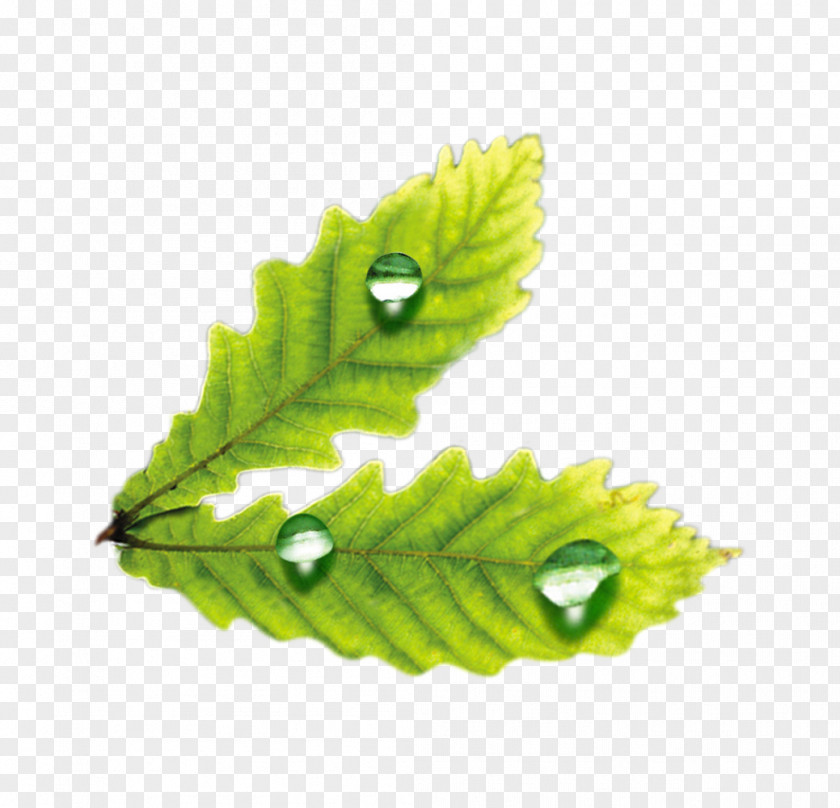 Creative Drops Leaves Leaf Drop Adobe Illustrator PNG