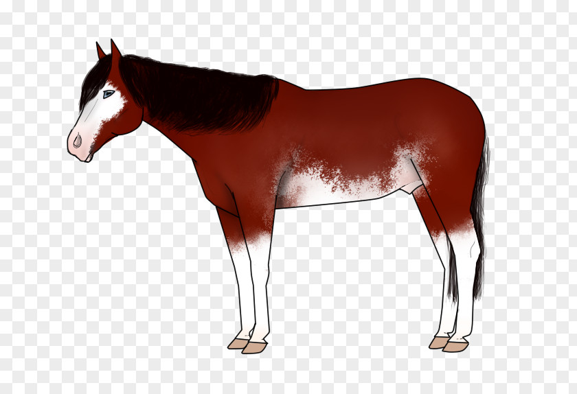 Mustang Mane Foal Colt Stallion PNG