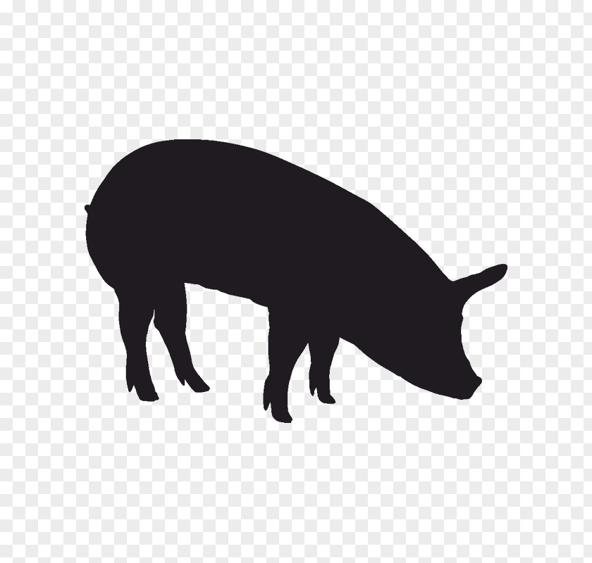 Pig Domestic Color The Blue Black PNG