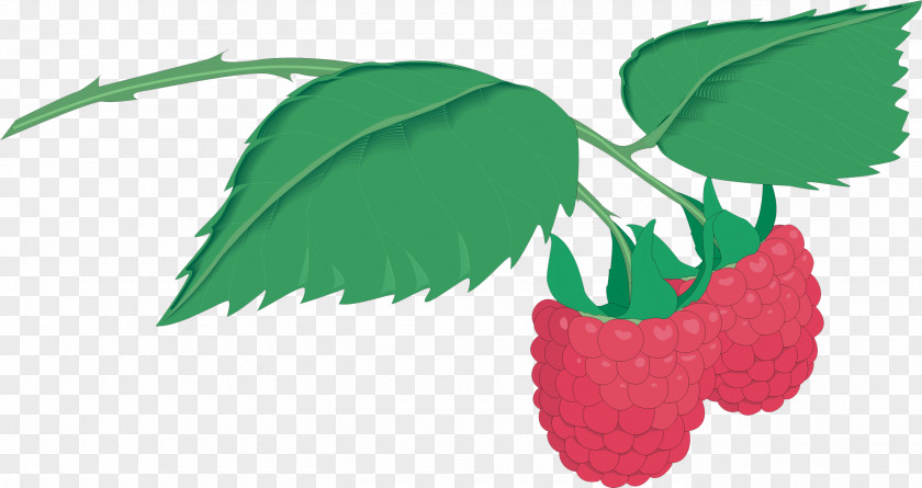 Raspberry Red Illustration Photography Milkshake PNG