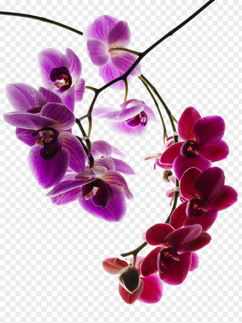 Botanical Orchids Phalaenopsis Aphrodite Orchis Simia Caleana Major Photography PNG