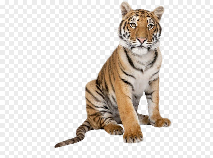 Cat Bengal Tiger White Pig Stock Photography PNG