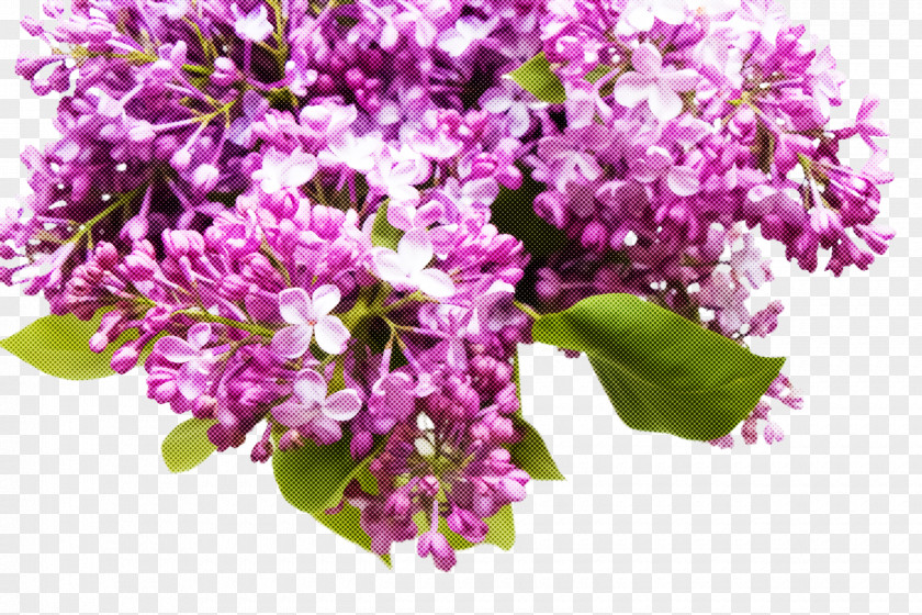 Flower Plant Lilac Cut Flowers Purple PNG
