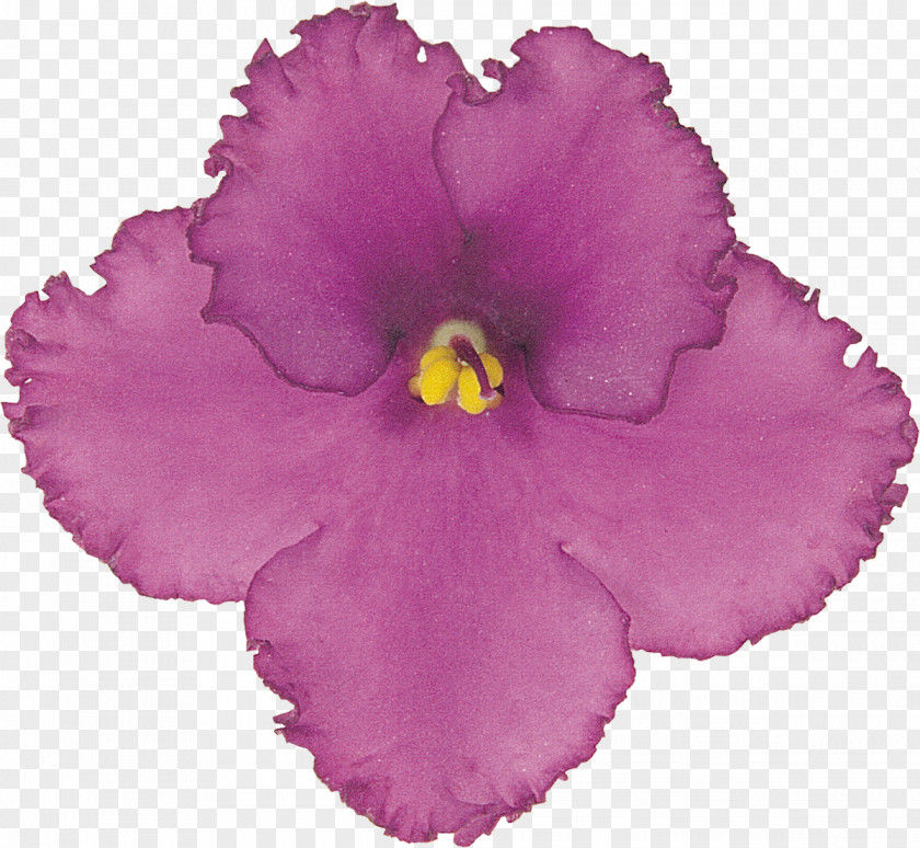 Flower Ps Material Clip Art PNG