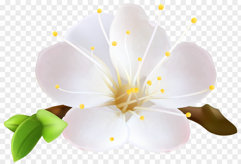 Flower Vector Graphics Clip Art Blossom Image PNG