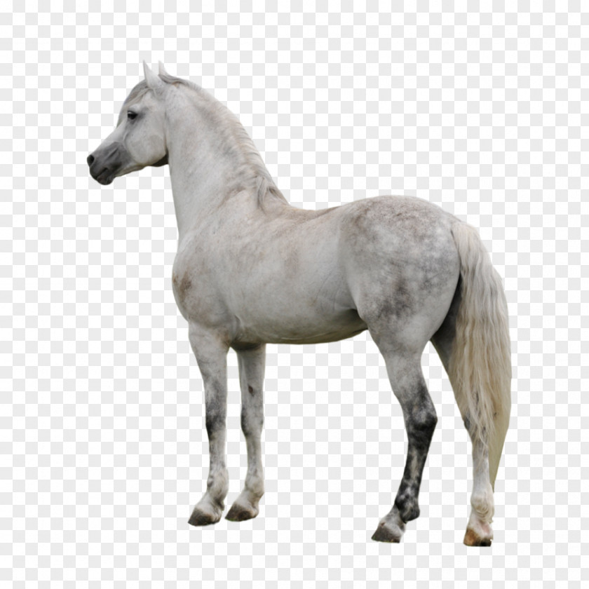 Gray Appaloosa American Paint Horse Arabian Clip Art PNG