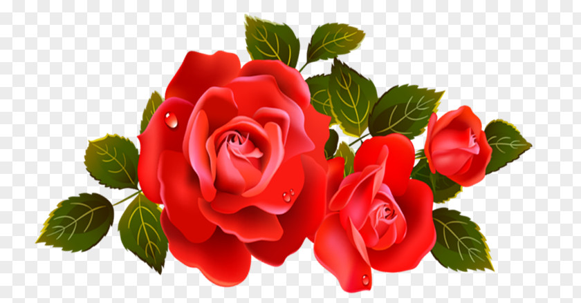 Rosas Vermelhas Falling In Love Happiness Mother PNG