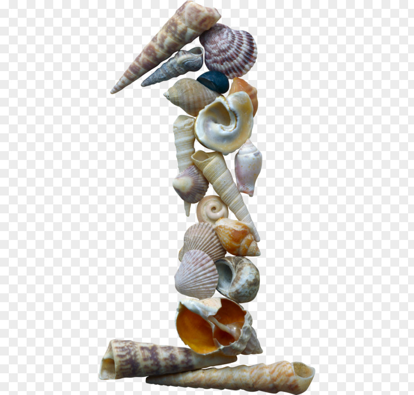 Seashell Numerical Digit Number Alphabet Mollusc Shell PNG