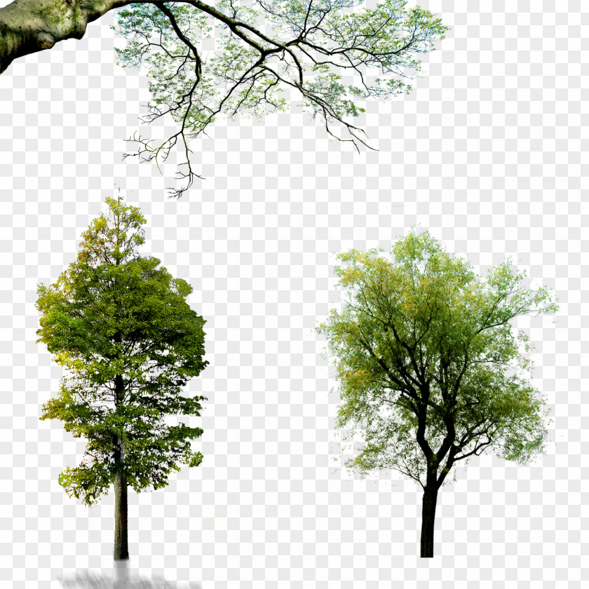 Trees Wall Decal Download Wallpaper PNG