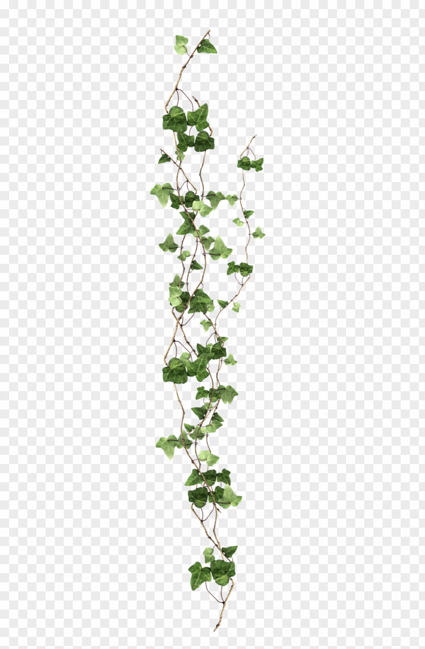 Vine Ivy Plant PNG