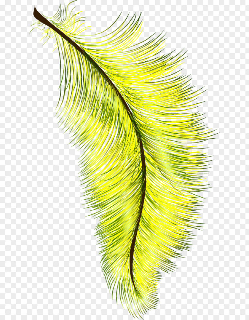 Feather Bird Eyelash Drawing Yellow PNG