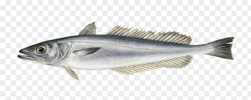 Fishing Sardine Fish Products Cod Merluccius Hake PNG