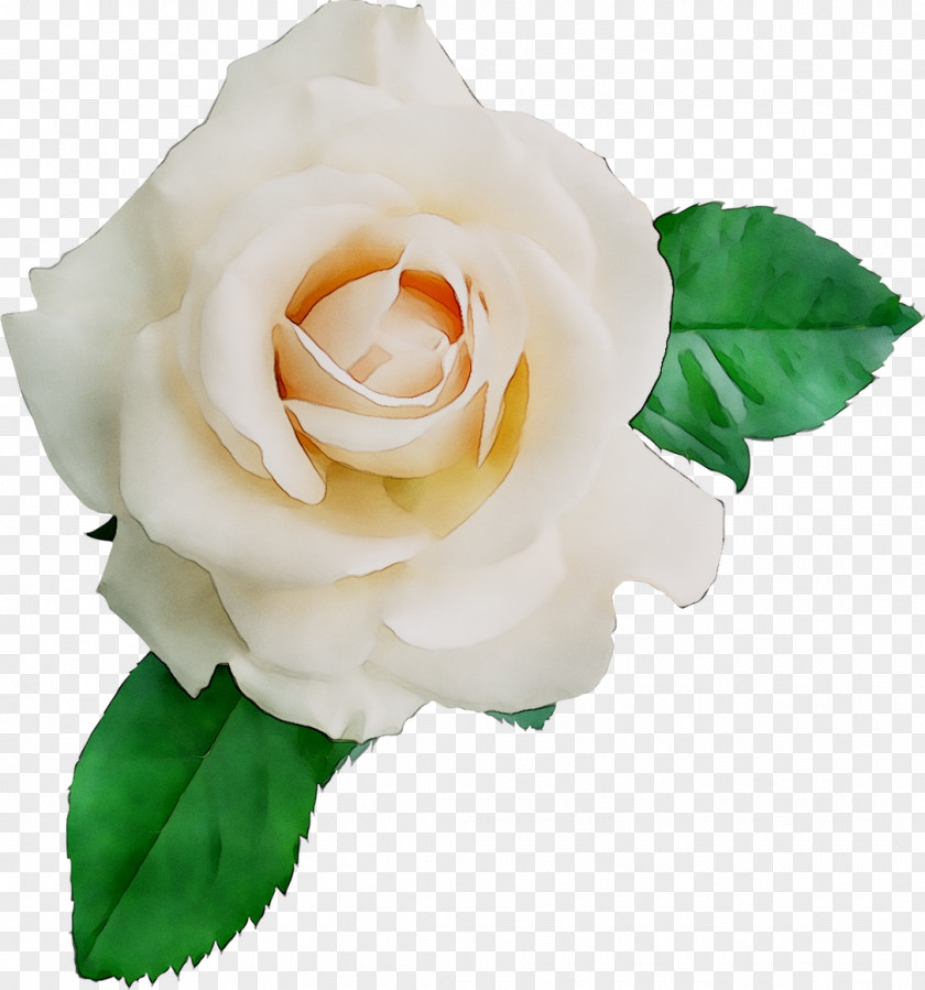 Garden Roses Cabbage Rose Floribunda Floristry Cut Flowers PNG