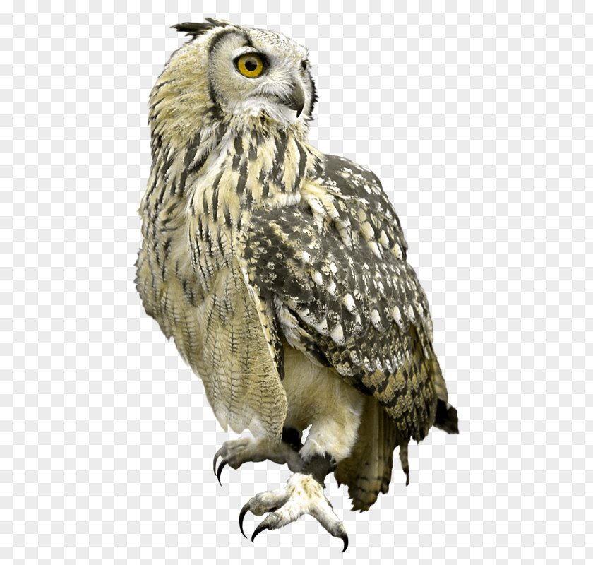 Great Horned Owl Food Web Birds Grey Clip Art Bird PNG
